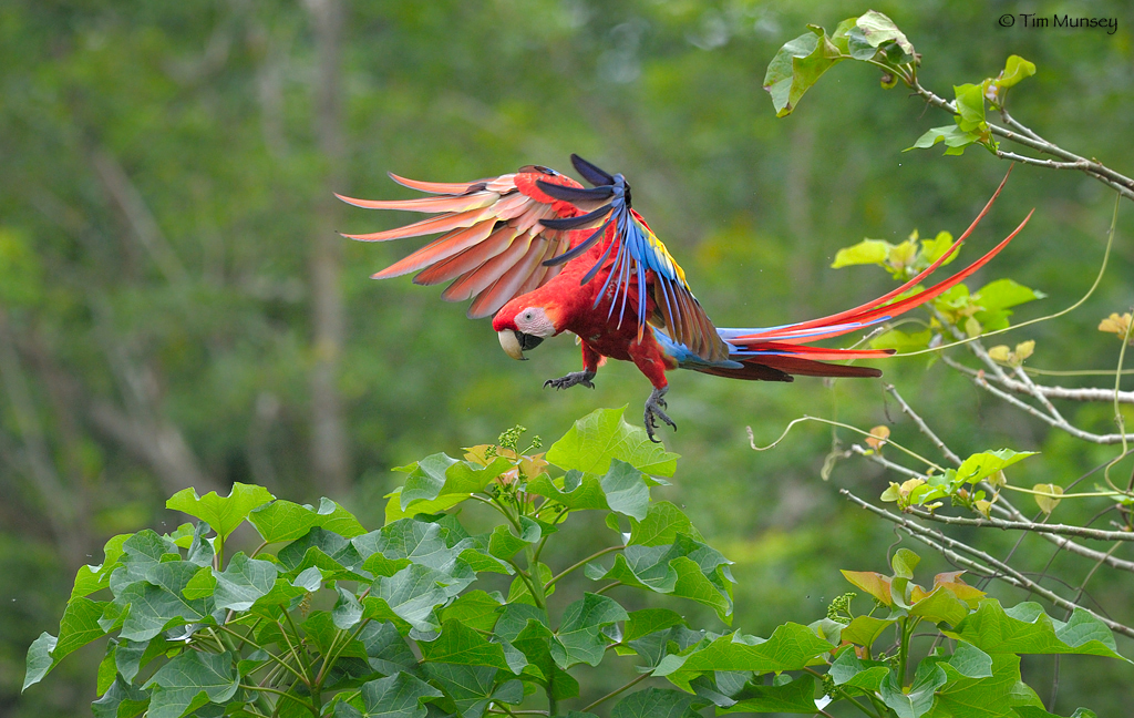 Landing Macaw 2